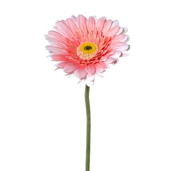 Gerbera, 63cm, rosa