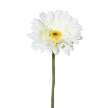 Gerbera, 63cm, white