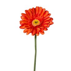 Gerbera