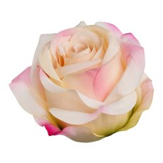 Rose mit Clip 6/Poly, 8,5 x 10,5cm, pfirsich, 6/Stck