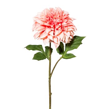 Dahlia, 54 cm, Pink
