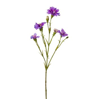 Lichtnelkenzweig, 62cm, lila