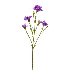 Lichtnelkenzweig, 62 cm, lila