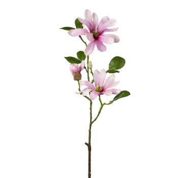 Sternmagnolie, 60cm, rosa