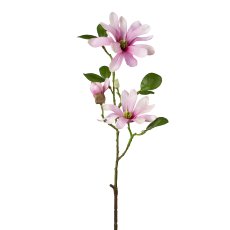 Star Magnolia, 60cm, Pink