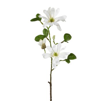 Star Magnolia, 60 cm, Cream