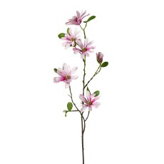 Star Magnolia, 86cm, Pink