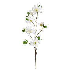 Star Magnolia, 86cm, Cream