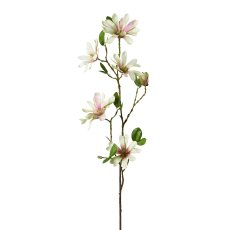 Star Magnolia, 86cm, Green