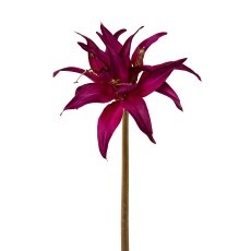 Amaryllis mit gold, 52cm, purple