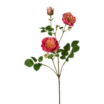 Rose branch