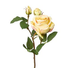 Rose x 3, 48cm, gelb-rosa