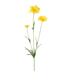 Doronicum, 67 cm, gelb