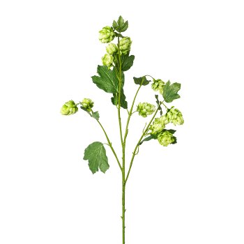 Hops, 77cm, green