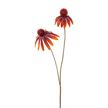 Rudbeckia, 55cm, orange-rot