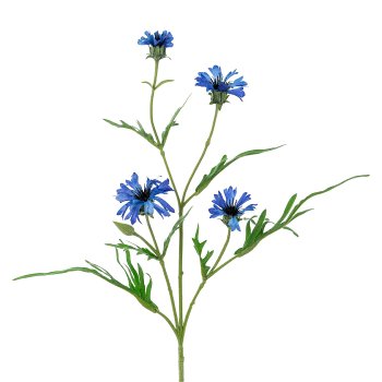 Cornflower, 62cm, blue