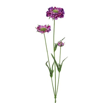 Scabiosa x3, 64cm, lila