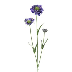 Scabiosa x 3, 64 cm, purple