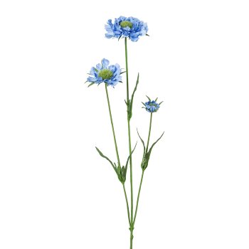 Scabiosa x3, 64cm, blue