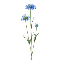 Scabiosa x 3, 64 cm, blau