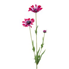 Cape daisy, 66cm, bordeaux