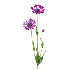 Kapmargerite, 66 cm, lila