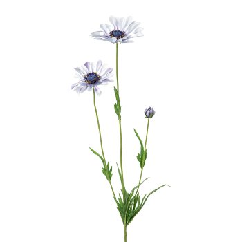 Cape daisy, 66cm, light blue