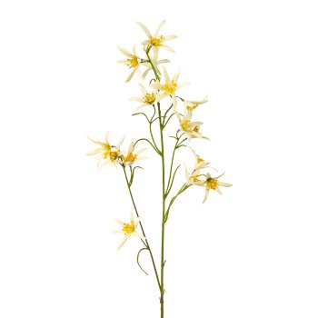 Eucomis, metallic, 76cm, yellow