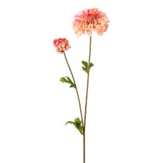 Dahlia, 63 cm, dark pink,