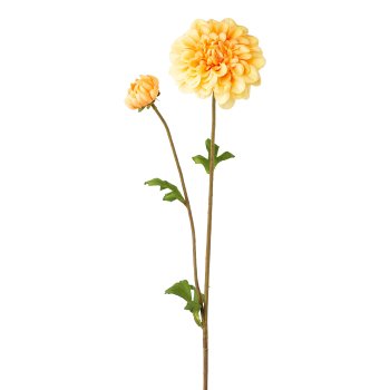 Dahlia, 63cm, apricot