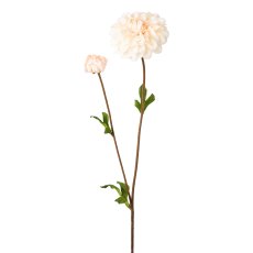 Dahlie, 63 cm, rosa