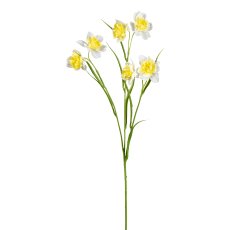 Daffodil, 60cm, yellow-white