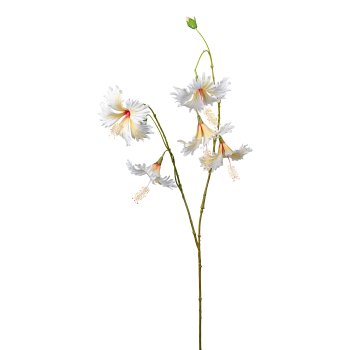 Hibiscus, 111cm, creme