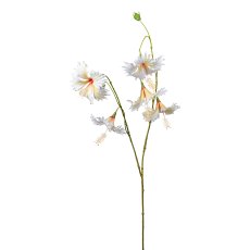 Hibiscus, 111cm, creme