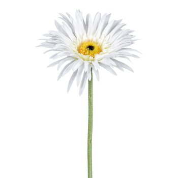Gerbera, 66cm, weiß