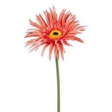 Gerbera, 66cm, lachs