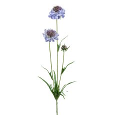 Scabiosa, 66 cm, blau