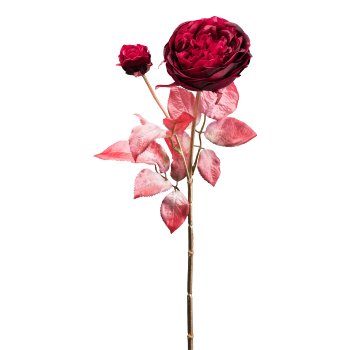 Rose, 64cm, bordeaux