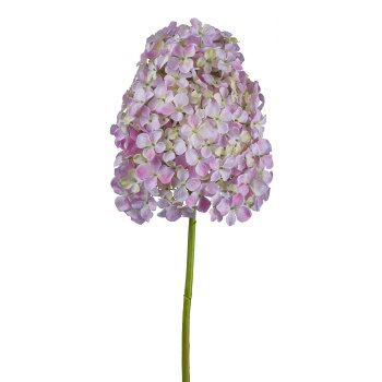 Hydrangea