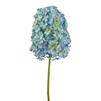 Hortensie, 83cm, blau