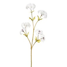 Wild clematis, 64 cm, white