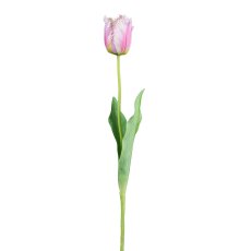 Tulpe, 67cm, rosa
