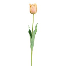 Tulpe, 67cm, apricot