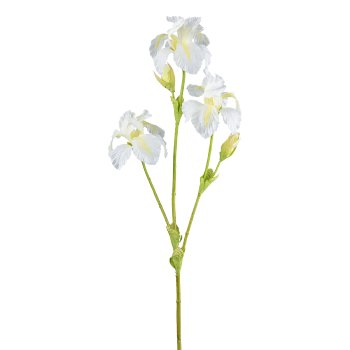 Iris, 82cm, weiß