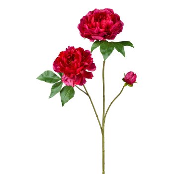 Peony, 80cm, red-pale pink