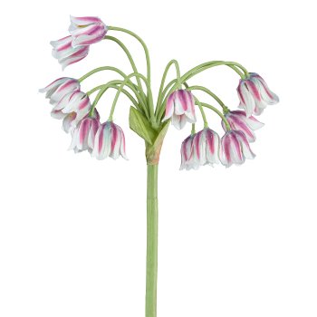 Allium, 68cm, red-pale pale pink