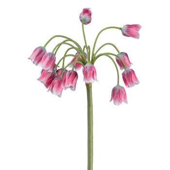 Allium, 68cm, pink