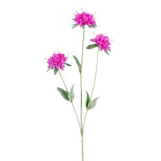 Monarda, 75 cm