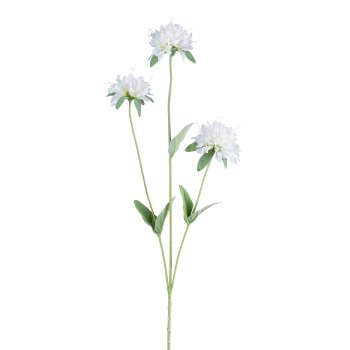 Monarda, 75 cm