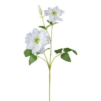 Clematis, 71cm, weiß